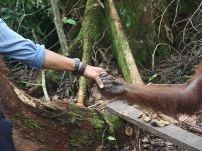 Harmonisasi Orangutan Dan Orang Kota