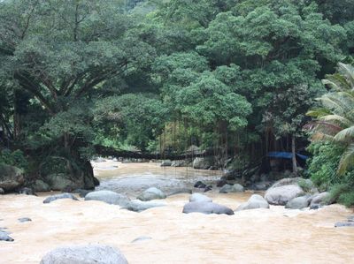 Hebat, Ada Jembatan dari Akar!
