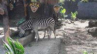 Hewan Lucu dan Unik di Batu Secret Zoo