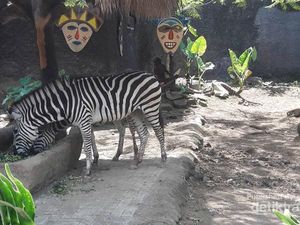 Hewan Lucu dan Unik di Batu Secret Zoo