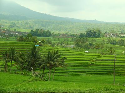 Hijau Bali Tidak Hanya di Ubud
