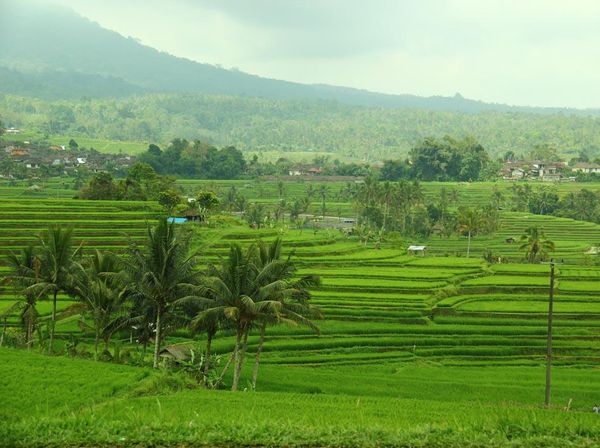 Hijau Bali Tidak Hanya di Ubud