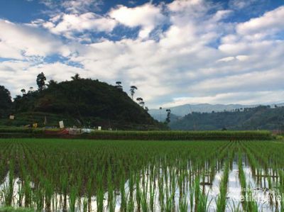 Hijaunya Alam Ciwidey, Bikin Pengen Balik Lagi!