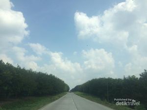 Hilangkan Penat di Hutan Karet Teduh yang Instagrammable