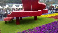 Hongkong Flower Show
