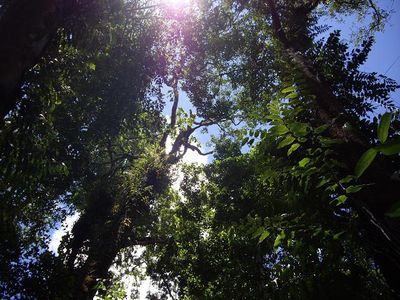 Hutan Hijau Papua