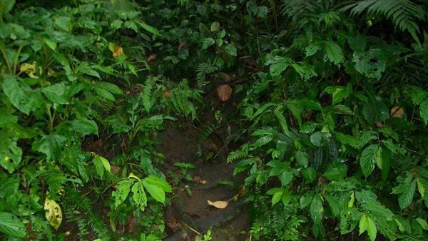 Hutan Khas Semenanjung Malaysia Ada di Gunung Slamet