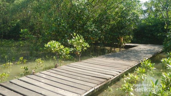 Hutan Mangrove Wonorejo, yang Segar-segar di Timur Surabaya