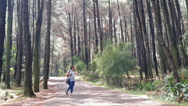 Hutan Pinus Gunung Pancar yang Lagi Hits!