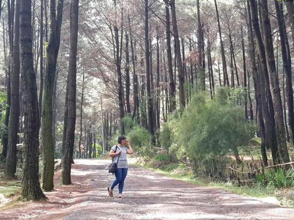 Hutan Pinus Gunung Pancar yang Lagi Hits!