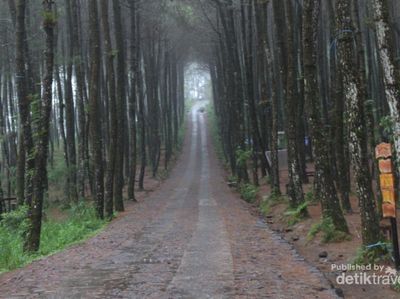 Hutan Pinus Kragilan yang Instagramable