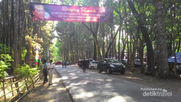 Hutan Pinus yang Sejuk & Fotogenik di Yogyakarta