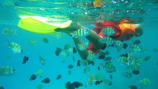Ikan-ikan Cantik di Pulau Rubiah, Sabang