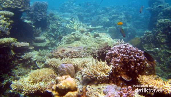 Indahnya Kerajaan Bawah Air Kepulauan Karimunjawa
