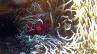 Indahnya Pesona Bawah Laut Donggala di Sulteng