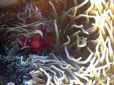 Indahnya Pesona Bawah Laut Donggala di Sulteng