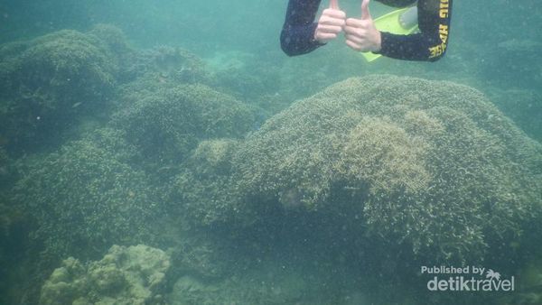 Ini 2 Tempat Snorkeling Asyik di Lampung
