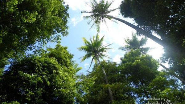 Ini Dia Buah Pala yang Diburu Bangsa Eropa Sejak Dulu