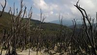 Ini Dia Hutan Mati yang Cantik di Gunung Papandayan