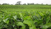 Ini Dia Kebun Teh yang Cantik di Sumut
