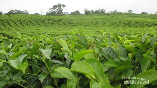 Ini Dia Kebun Teh yang Cantik di Sumut