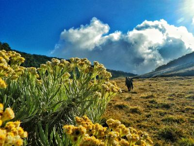 Ini Dia Surga Bunga Edelwies di Jawa Barat