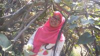 Ini Khasnya Malang, Petik Apel Langsung dari Pohonnya