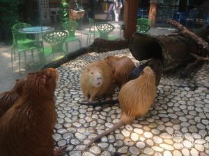 Ini Namanya Nutria, Saudara Jauh Tikus