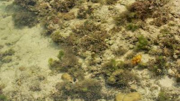 Ini yang Bening-bening di Anyer