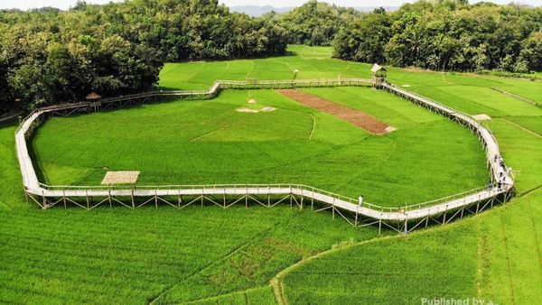Inilah Sawah Instagenic di Yogyakarta