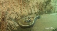 Intip Yuk, Koleksi Reptil Unik di Batu Secret Zoo