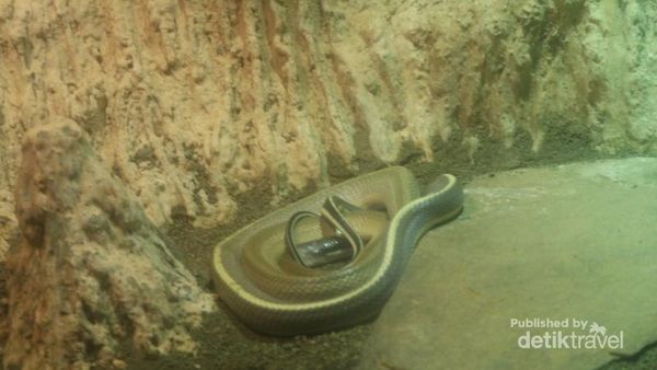 Intip Yuk, Koleksi Reptil Unik di Batu Secret Zoo