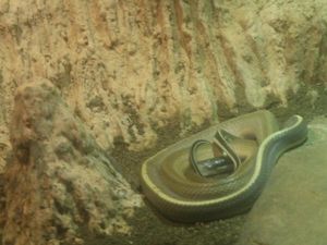 Intip Yuk, Koleksi Reptil Unik di Batu Secret Zoo