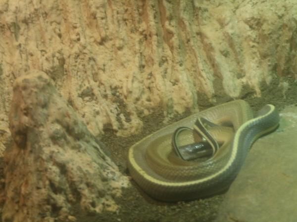 Intip Yuk, Koleksi Reptil Unik di Batu Secret Zoo