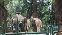 Jadi Segede Ini Rumah dari Hewan Jerapah