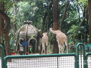 Jadi Segede Ini Rumah dari Hewan Jerapah