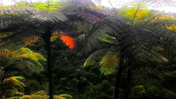 Jelajah Kebun Teh, Ketemu Curug Tersembunyi