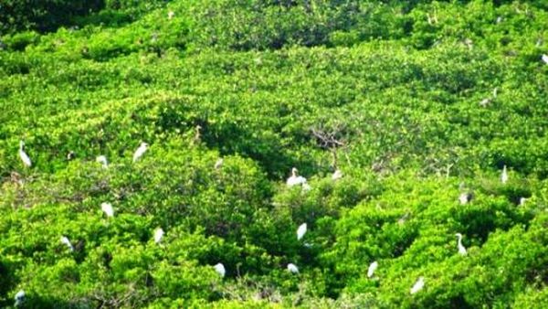 Jelajah Pulau Burung