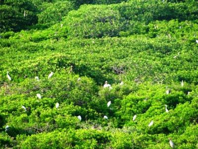 Jelajah Pulau Burung