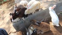 Jumpa Puluhan Kelinci di Kotabaru, Gemas!