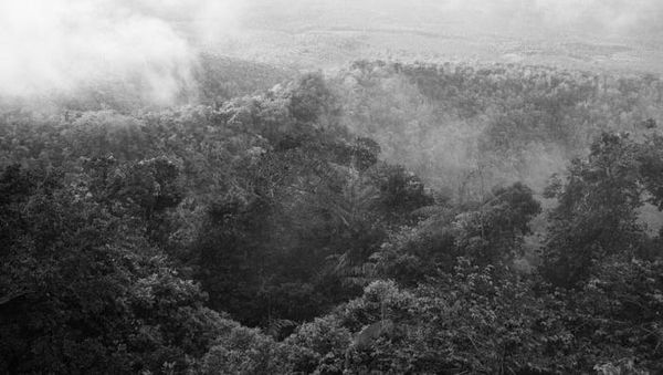 Kabut Pagi di Taman Nasional Bali Barat