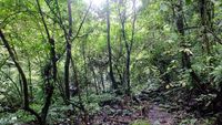 Kaki Gunung Talamau Punya Air Terjun Seindah Ini