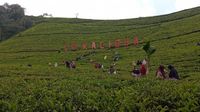 Kaligua, Hamparan Kebun Teh Peninggalan Belanda