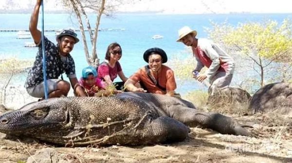 Kangen Komodo dan Panorama Sekitarnya, Coba Tengok Sini