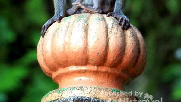 Kawanan Kera Jinak di Batu Cave, Malaysia