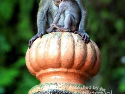 Kawanan Kera Jinak di Batu Cave, Malaysia
