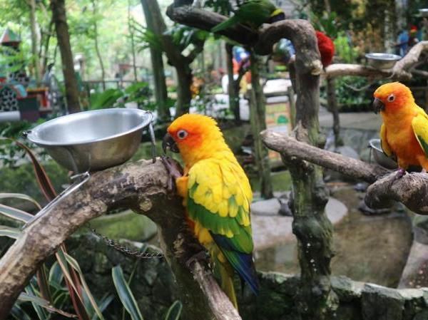 Ke Bandung, Jangan Lewatkan Bird and Bromelia Pavilion Ya!