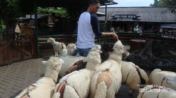 Ke Mana Weekend Ini, Ada Biri-biri Lucu di Lembang