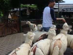 Ke Mana Weekend Ini, Ada Biri-biri Lucu di Lembang