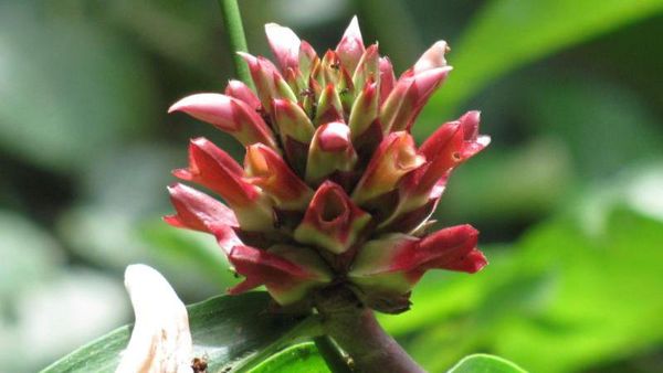 Keanekaragaman Hayati TNBK